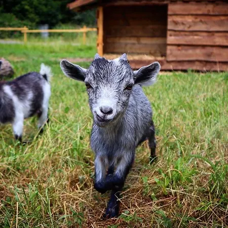 Jenín Dolní Dvořiště