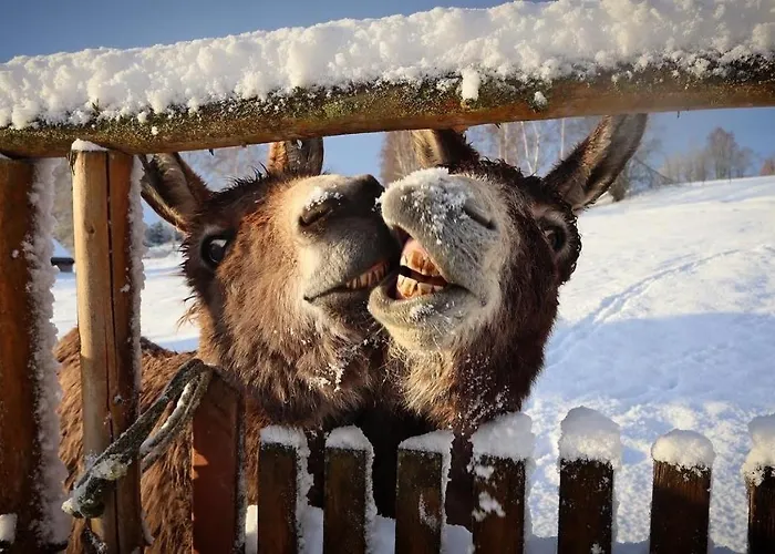 Jenin * Dolní Dvořiště