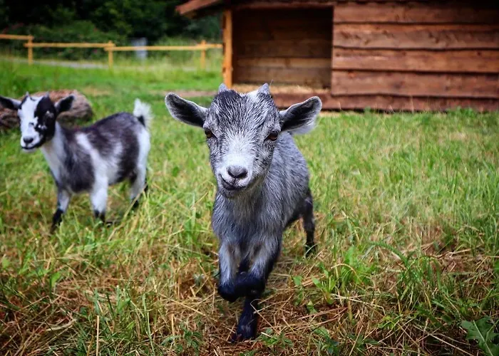 Jenin Dolní Dvořiště